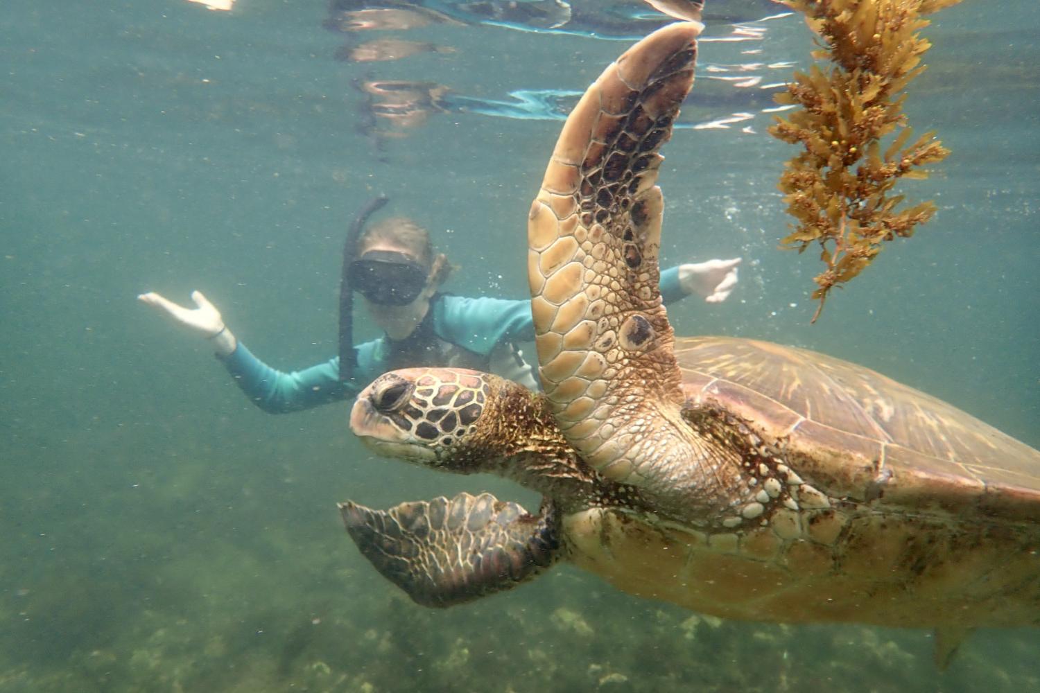 一名<a href='http://cotwxy.bjyhk120.com'>博彩网址大全</a>学生在Galápagos群岛游学途中与一只巨龟游泳.